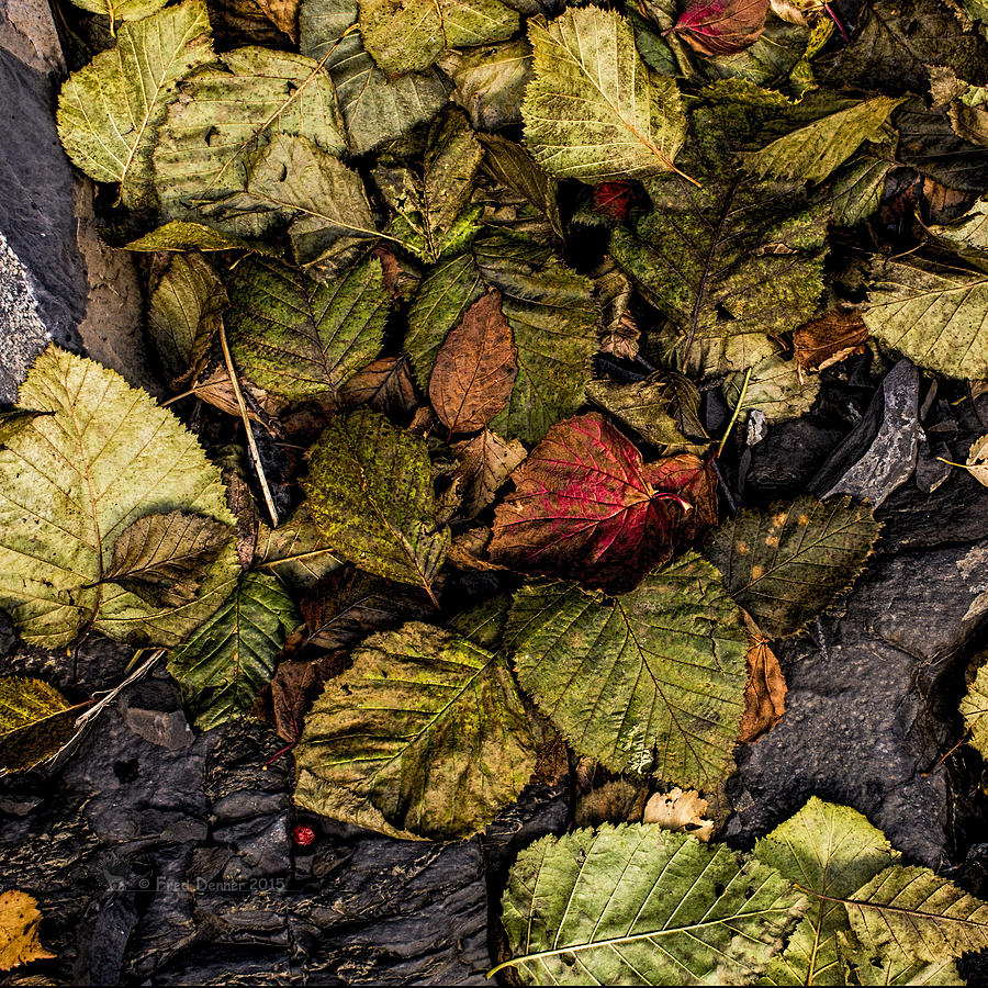 Alder Leaves Dan Creek 2015 Photograph by Fred Denner