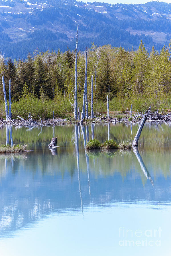 Alder Pond Photograph by Bernita Boyse Fine Art America