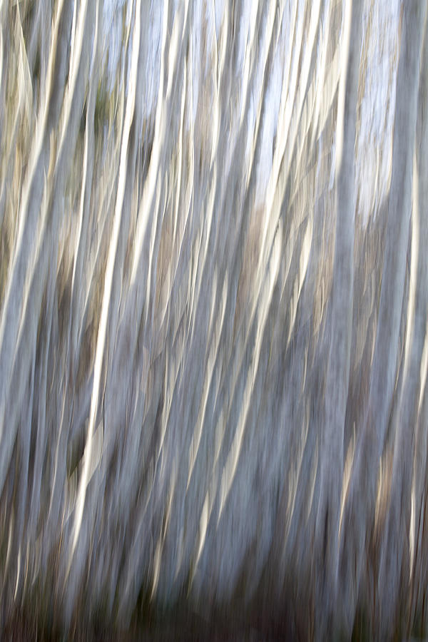 Alder Trees Abstract Photograph by Peggy Collins