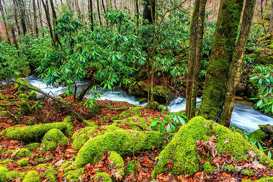 Aldrich Branch Monongahela National Forest Photograph by Thomas R Fletcher