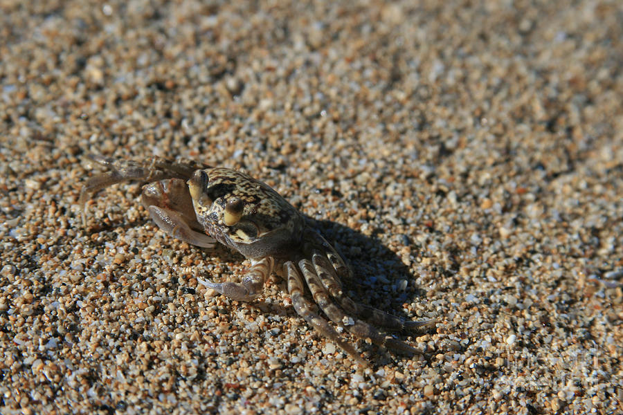 Ale eke Ohiki Kuau Sand Crab Photograph by Sharon Mau