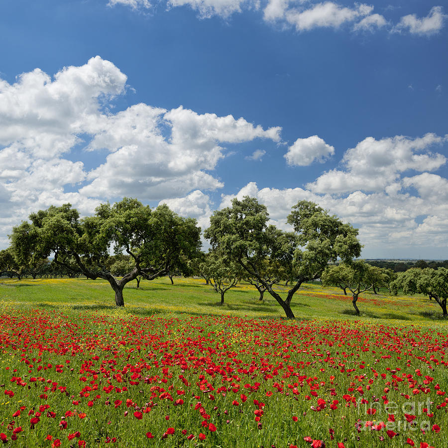 Alentejo poppies Photograph by Mikehoward Photography