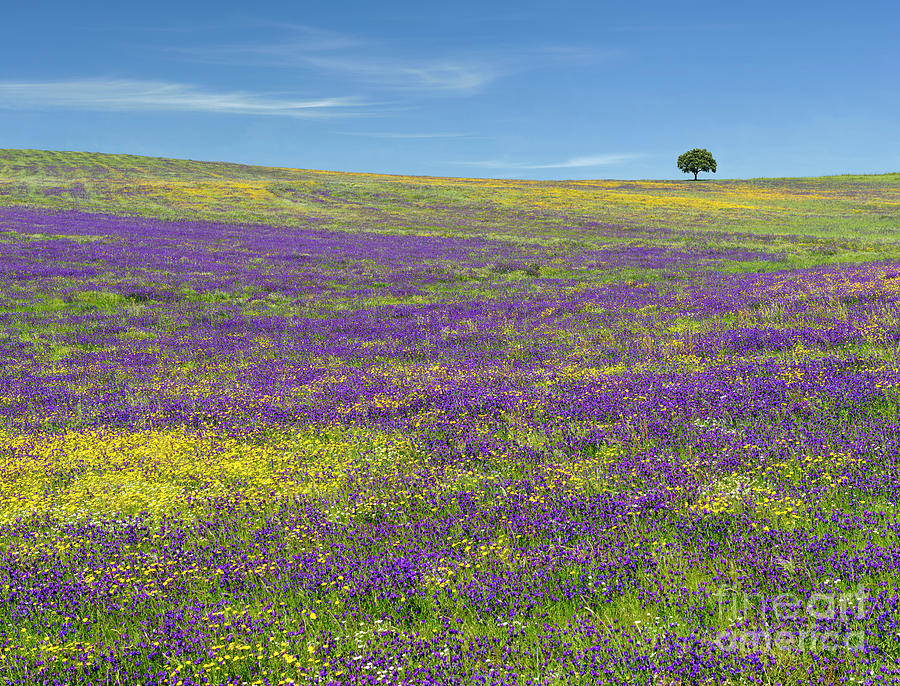 Alentejo wild flowers Photograph by Mikehoward Photography