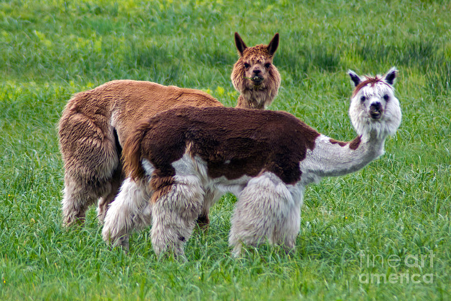Alert Alpacas Photograph by Kevin Fortier