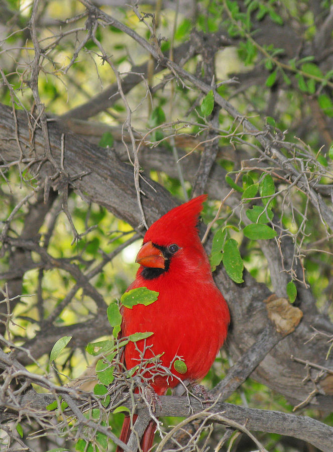Alert Cardinal Photograph by Elvira Butler