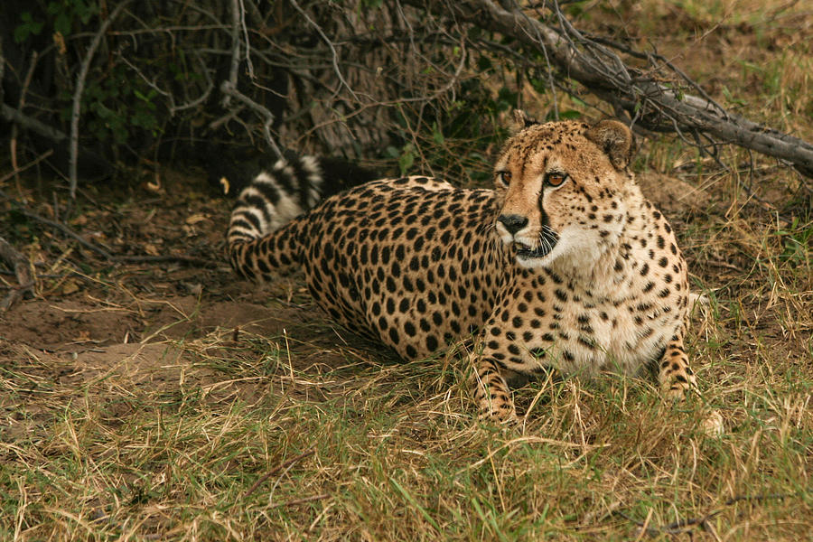 Alert Cheetah Photograph by Karen Zuk Rosenblatt