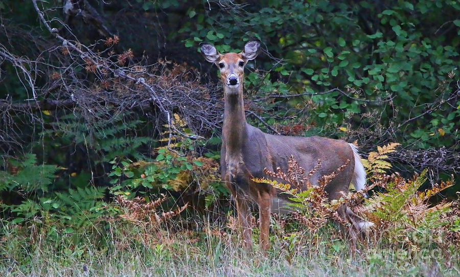 Alert Deer  9529 Photograph by Jack Schultz