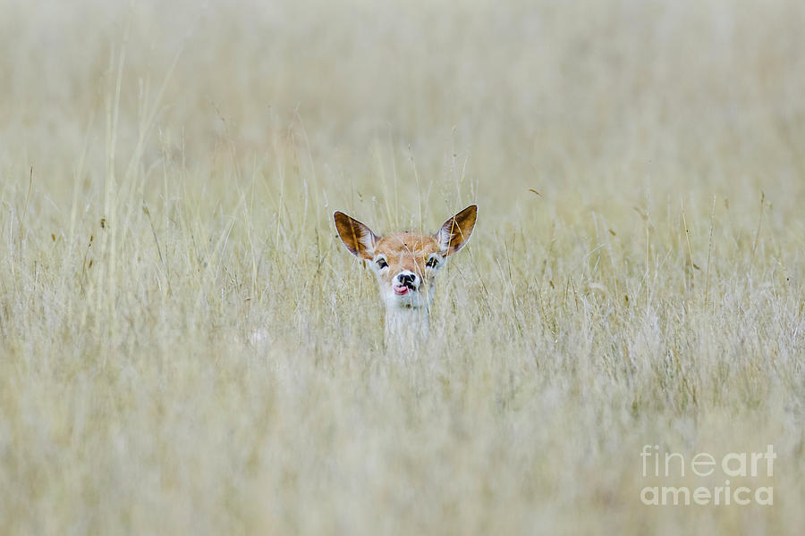 Alert Fallow deer fawn - Dama dama - laying long in the long grass by Paul Farnfield Alert Fallow deer fawn - Dama dama - laying long in the long grass by Paul Farnfield