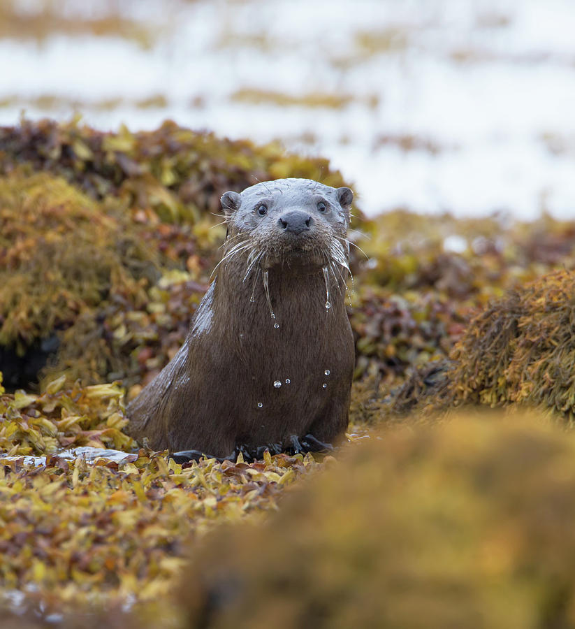 Alert Female Otter Photograph by Pete Walkden