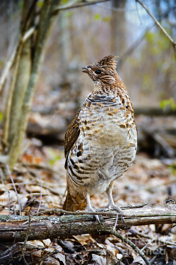 Alert Ruffed Grouse Profile Photograph by Timothy Flanigan - Pixels