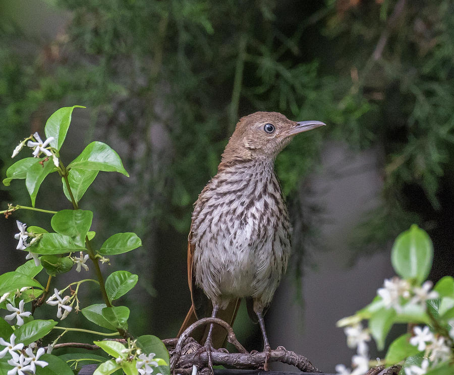 Alert, Juvenile Brown Thrasher, Toxostoma rufum Photograph by Christy Cox