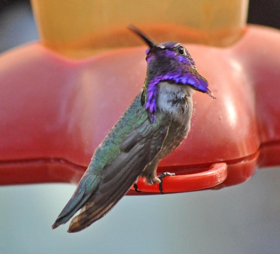 Alert Male Costas Hummingbird Photograph by Jay Milo