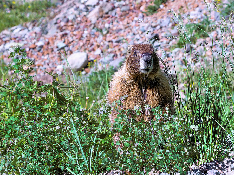 Alert Marmot. Photograph by Kent Nancollas