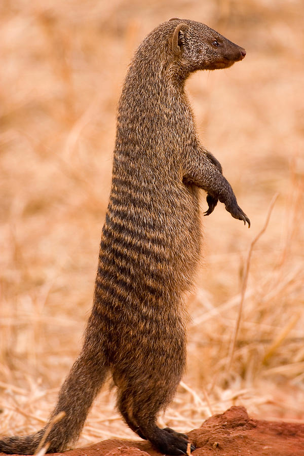 Alert Mongoose Photograph by Adam Romanowicz