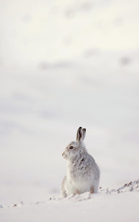 Alert Mountain Hare Photograph by Pete Walkden