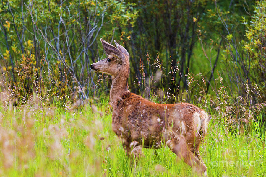 Alert Mule Deer In The Pike National Forest Photograph