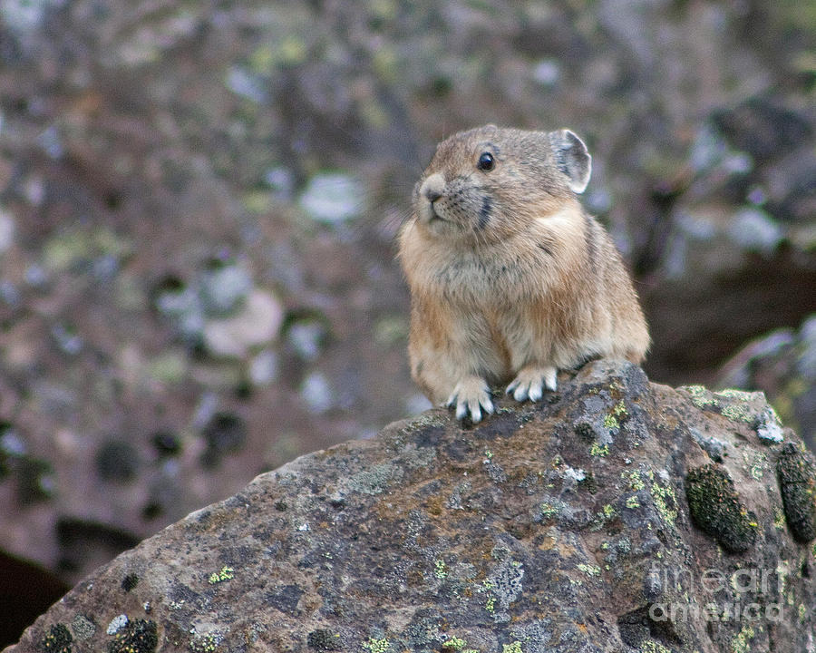 Alert Pika Photograph by Katie LaSalle-Lowery