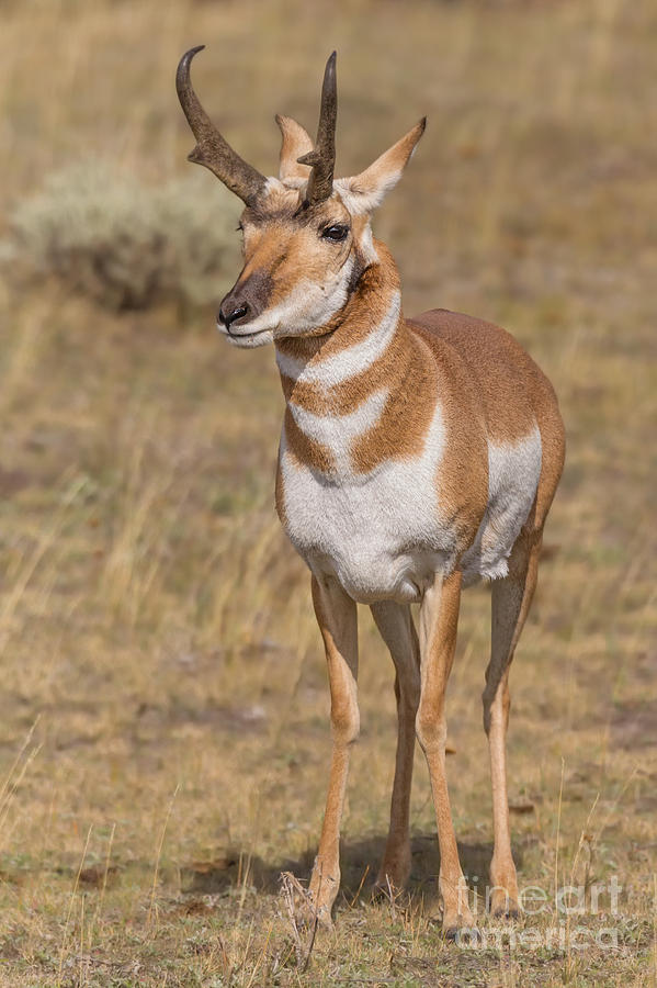 Yellowstone National Park Photograph - Alert Pronghorn by Jerry Fornarotto