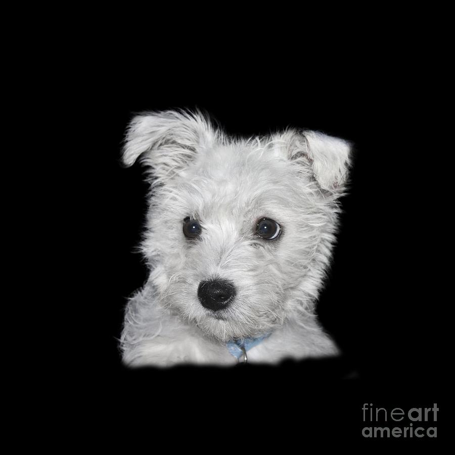 Dog Photograph - Alert Puppy on a transparent background by Terri Waters