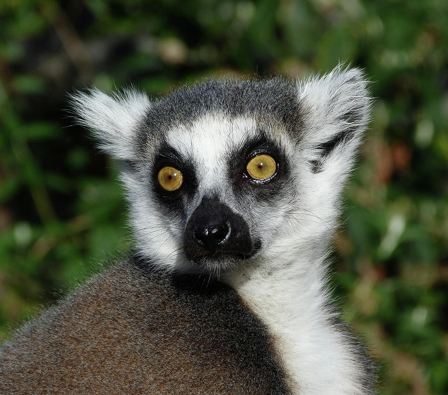 Alert Ring-tailed Lemur Photograph by Margaret Saheed