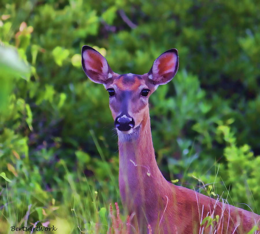 Alert Deer Photograph by Roberta Byram