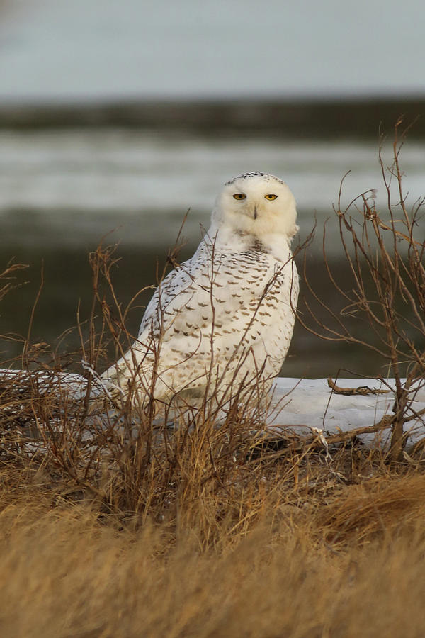 Alert Snowy Owl Photograph
