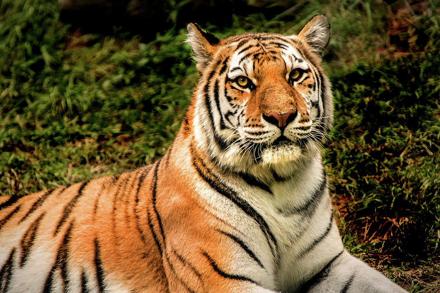 Alert Tiger Photograph by Don Johnson