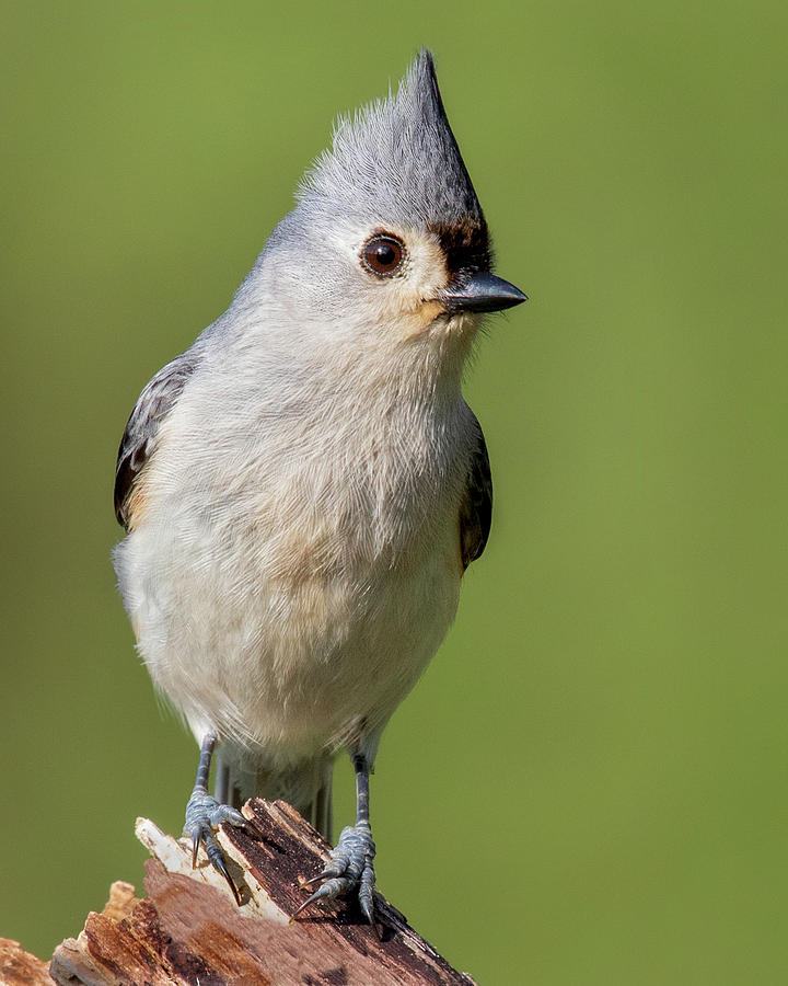 Alert Tufted Titmouse Photograph by Jerry Fornarotto