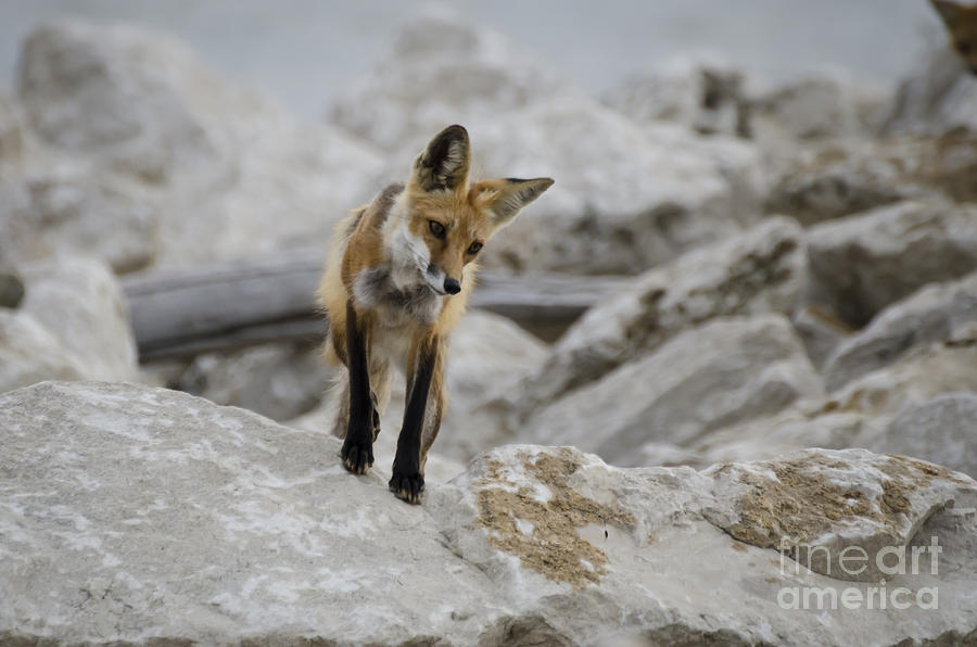 Vixen on Watch Photograph by Andrea Silies
