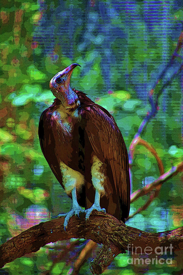 Alert Vulture Photograph by Craig Wood