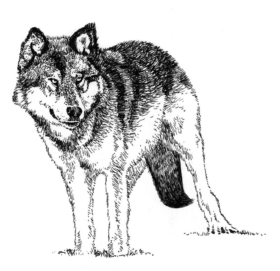 Alert Wolf Drawing by David Kleinsasser