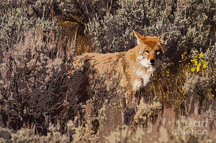 Yellowstone National Park Photograph - Alerted Coyote One 4 by Bob Phillips