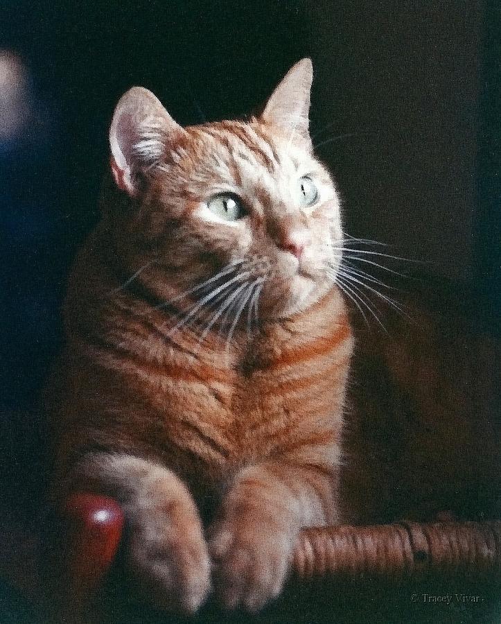 Alexander, Cat Photograph by Tracey Vivar