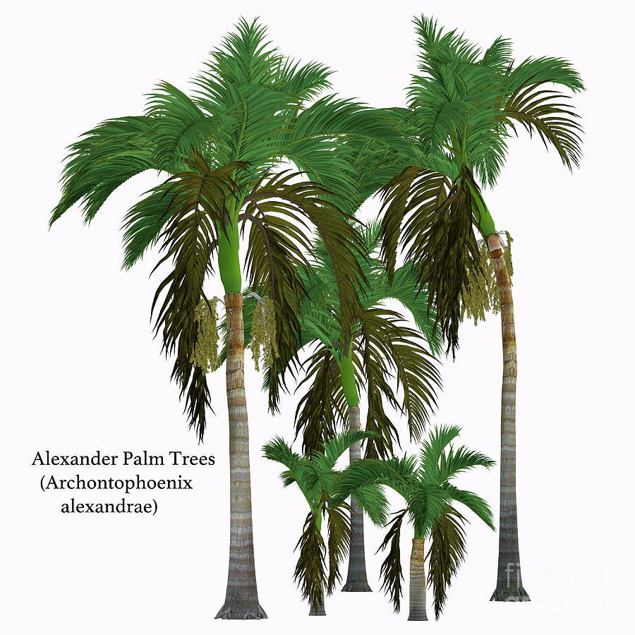 Alexander King Palm Tree Digital Art by Corey Ford