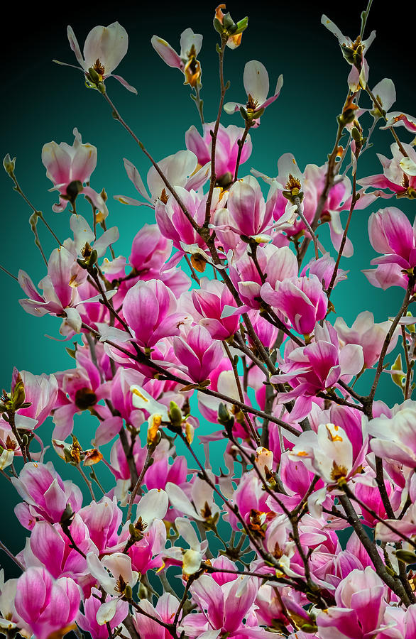Saucer Magnolia Photograph by Brian Stevens