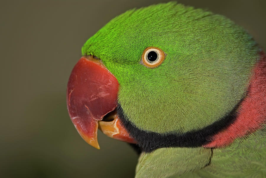 Alexandrine Parakeet Photograph by JT Lewis