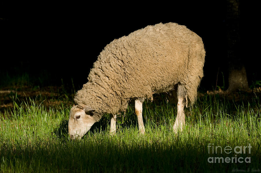 Sheep Photograph - Alfalfa Eating Grass in the Late Afternoon Sun by Warren Sarle