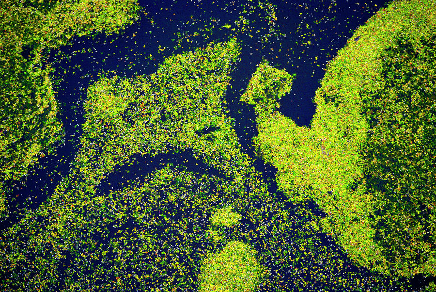 Algae 2 Photograph by Jane James Fine Art America