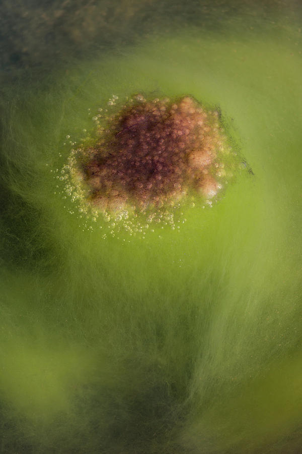Nature Photograph - Algae Blossom by Deborah Hughes