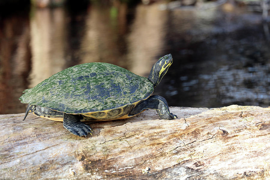 Algae Covered Turtle on a Log Photograph by Dennis Danner