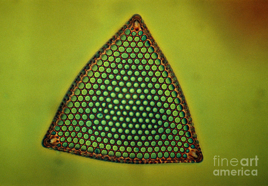 Algae, Diatom, Triceratium Ladus, Lm Photograph by Eric Grave
