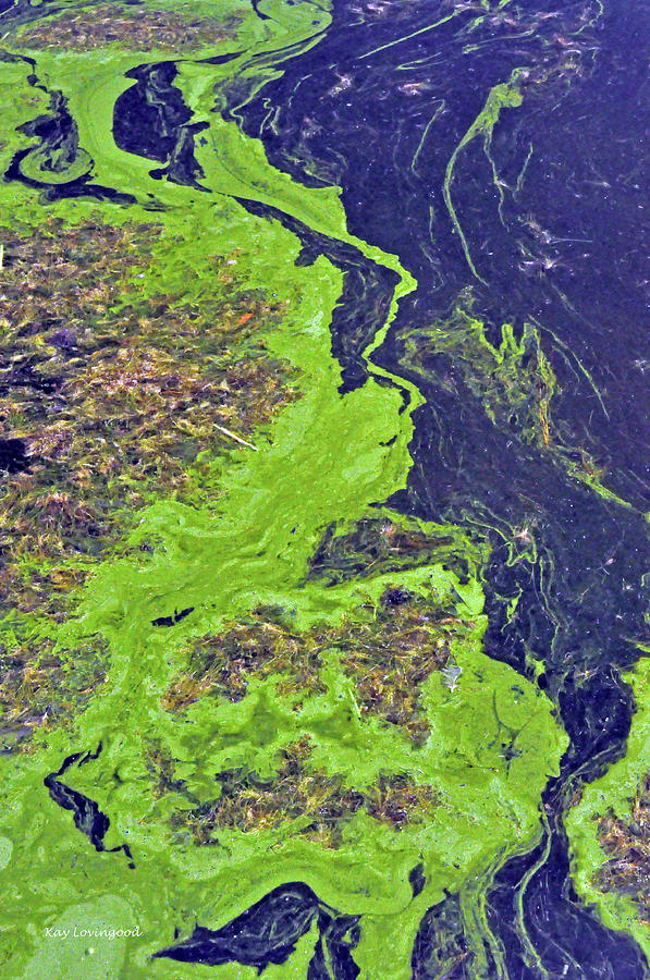 Algae on a Pond Photograph by Kay Lovingood