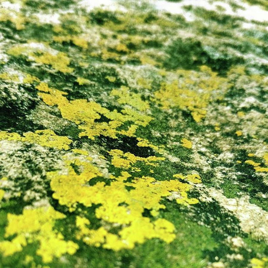 Algae On Rock-- Life Always Find The Way Photograph by Rajesh Yadav