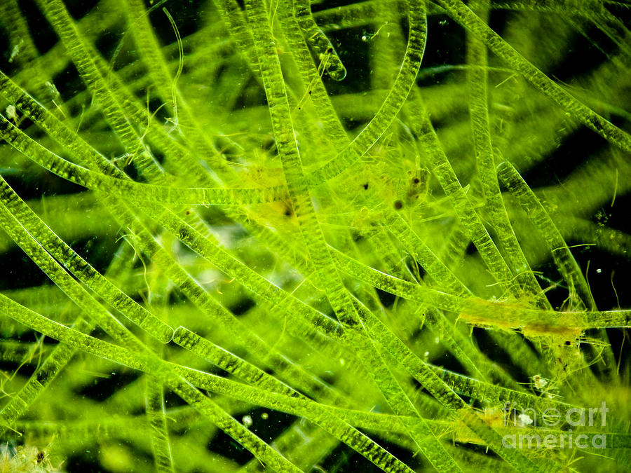Algae Spirogyra Sp., Lm Photograph by Rubn Duro/BioMEDIA ASSOCIATES LLC