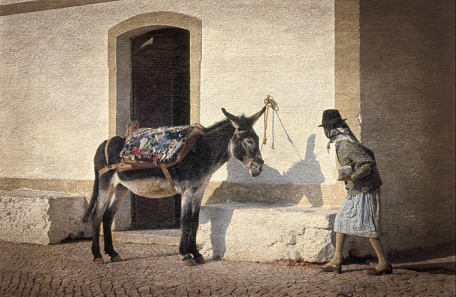 Algarve Donkey Photograph by Mikehoward Photography