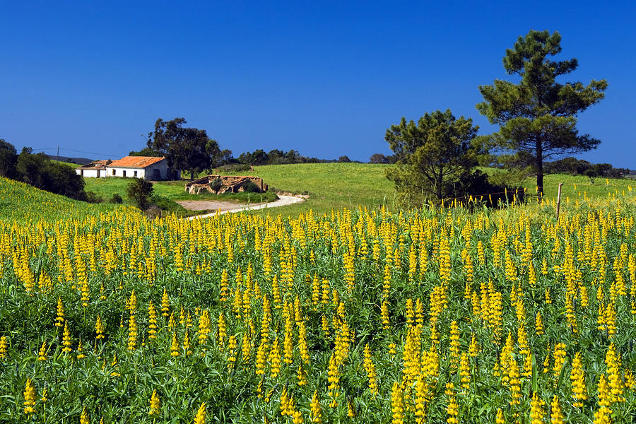 Algarve Landscape in Springtime Photograph by John McKinlay