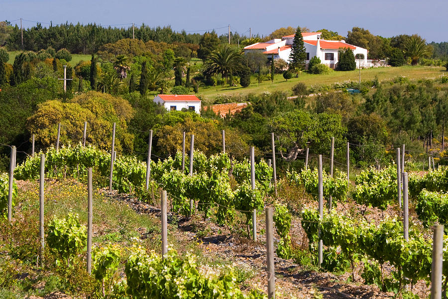 Algarve Vineyard Photograph by John McKinlay