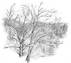 Pacific Northwest Alders  Drawing by Leizel Grant