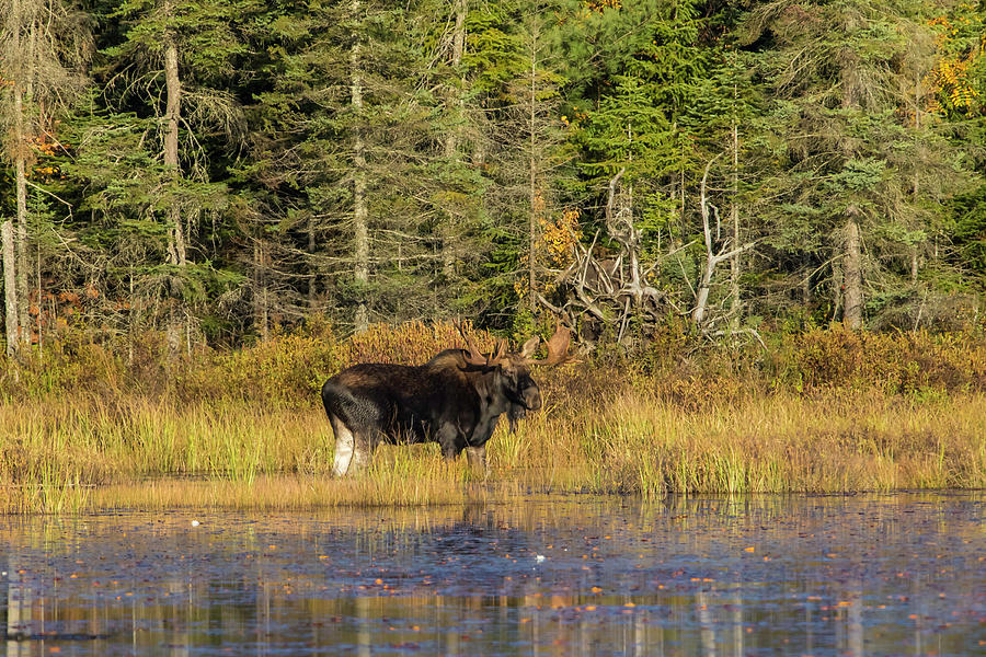Algonquin Bull Moose 2 Photograph by Gary Hall