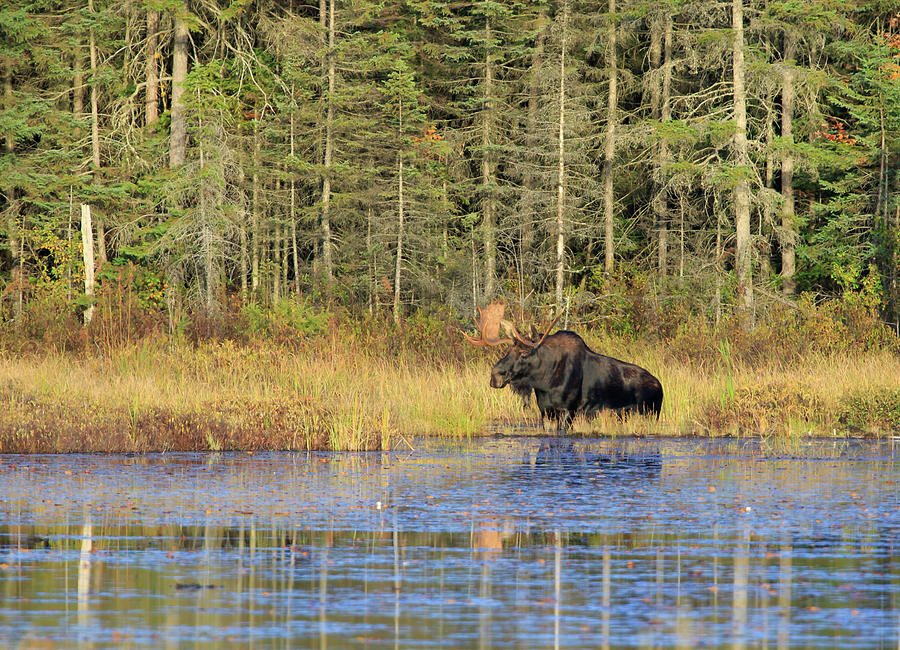 Algonquin Bull Moose Photograph by Gary Hall